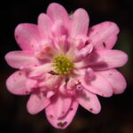 Hepatica japonica Haruno umi