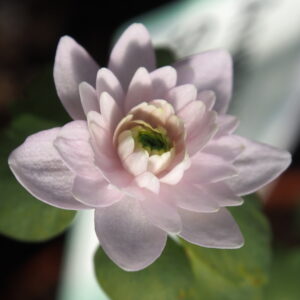Anemonella thalictroides Shiozaki – Bild 2