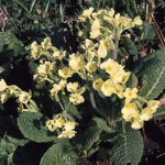 Primula elatior