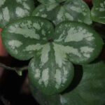 Hepatica nobilis f. marmorata Blau