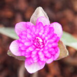 Hepatica japonica Shiori