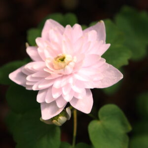 Anemonella thalictroides Shiozaki – Bild 4