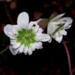 Hepatica japonica Touryokusen