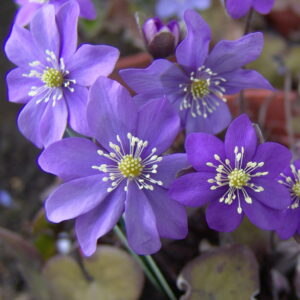 Hepatica nobilis f. marmorata Blau – Bild 3