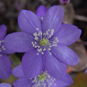 Hepatica nobilis f. marmorata Blau – Bild 2