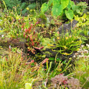 bepflanztes Moor