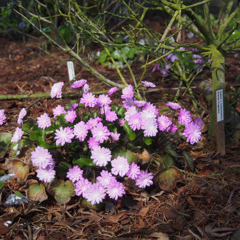 Hepatica japonica Yuzuru