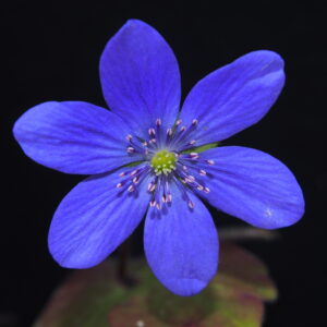 Hepatica x harvingtonii Ugrima JP – Bild 2