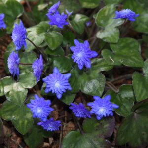 Hepatica japonica Tourei