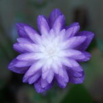 Hepatica japonica Shikouden