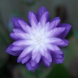 Hepatica japonica Shikouden