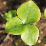 Hepatica nobilis var. pyrenaica f. crenatiloba Ute's Kleeblatt II