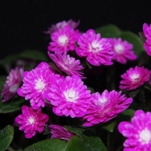 Hepatica japonica Beni shinjyu – Bild 2