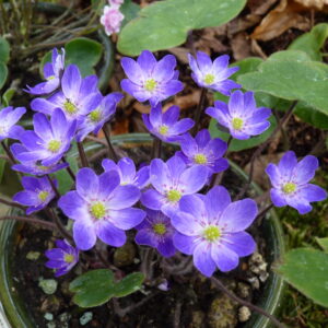 Hepatica japonica Chiyonishiki