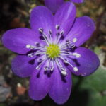 Hepatica japonica Momosango Violett