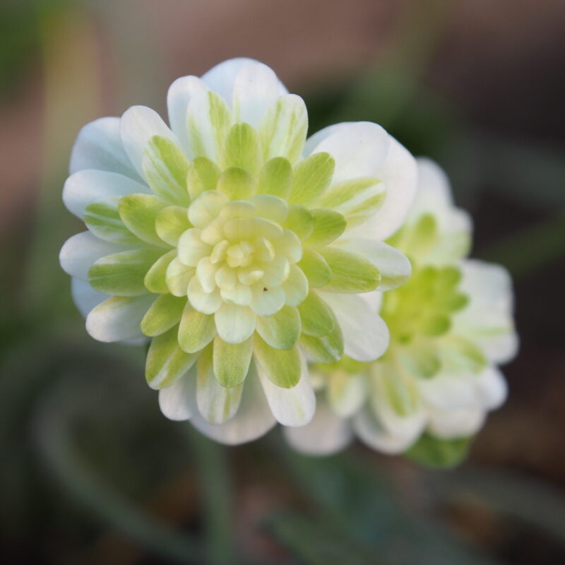 Hepatica japonica Ryoku seika