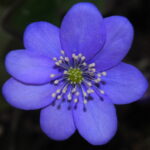 Hepatica nobilis Sturmvogel JP