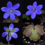 Hepatica x harvingtonii Ugrima JP