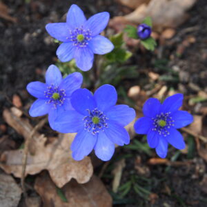 Hepatica x harvingtonii Ugrima JP – Bild 4