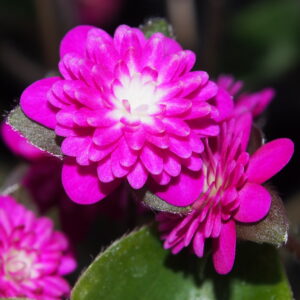 Hepatica japonica Beni shinjyu – Bild 3