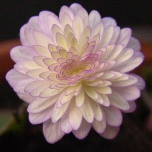 Hepatica japonica Yuzuru