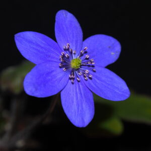Hepatica x harvingtonii Ugrima JP – Bild 5