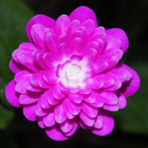 Hepatica japonica Beni shinjyu