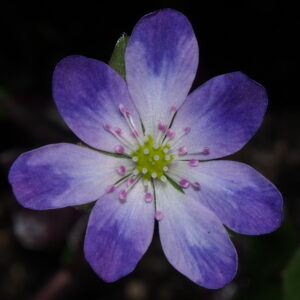 Hepatica japonica Chiyonishiki – Bild 2
