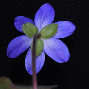 Hepatica x harvingtonii Ugrima JP – Bild 6