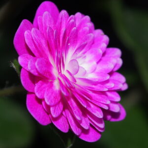 Hepatica japonica Beni shinjyu – Bild 4