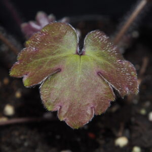 Hepatica x harvingtonii Ugrima JP – Bild 7