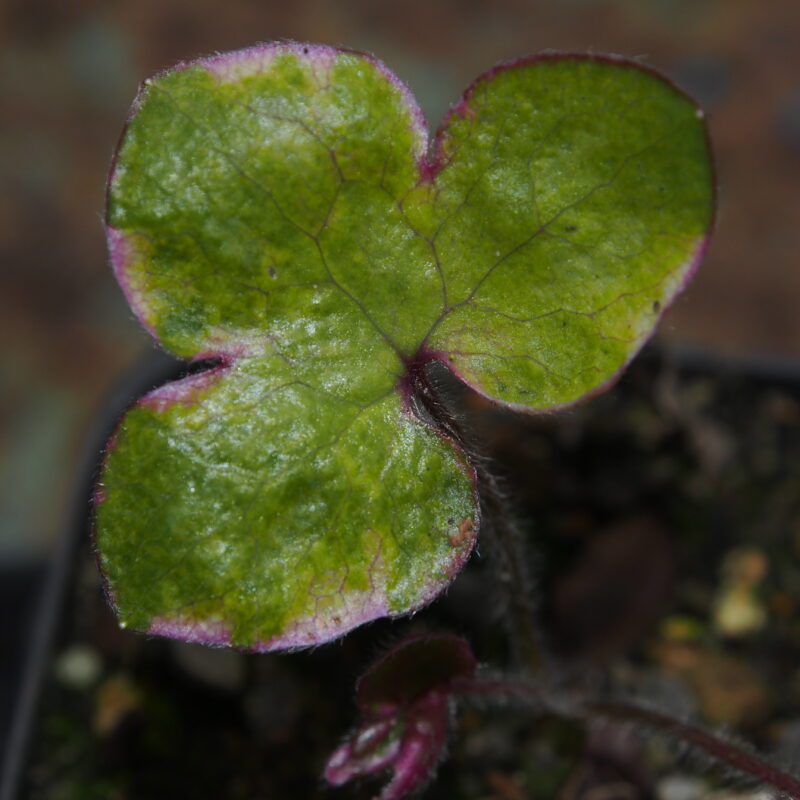 Hepatica nobilis Chamelon JP