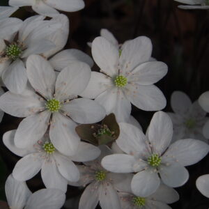Hepatica nobilis Chameleon JP – Bild 2