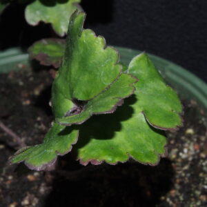 Hepatica nobilis f. crenatiloba Crenata