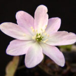 Hepatica henryi rosa