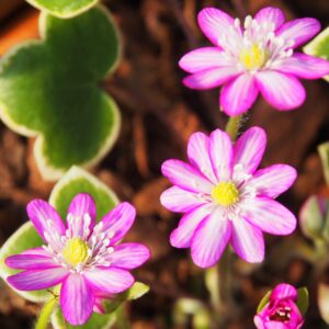Hepatica japonica Goldrand -rot Fukurin- – Bild 3