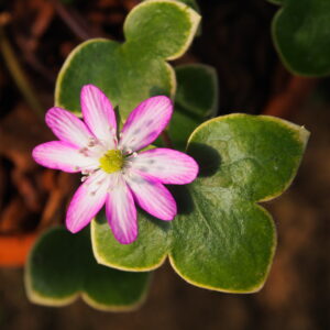 Hepatica japonica Goldrand -rot Fukurin-