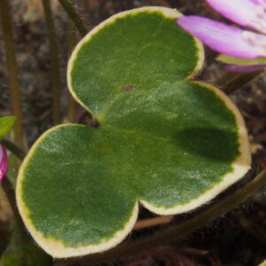 Hepatica japonica Goldrand -rot Fukurin- – Bild 4