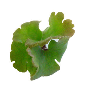 Hepatica nobilis f. crenatiloba Crenata