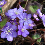 Hepatica nobilis Holzdorfer Blau