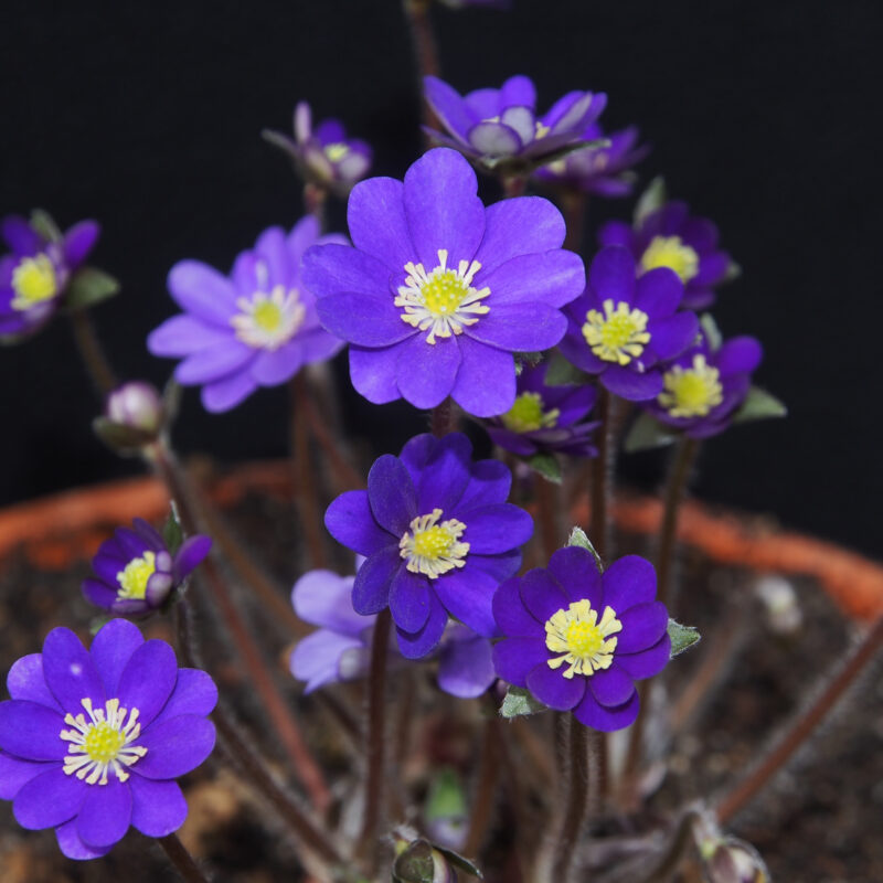 Hepatica japonica Kagura