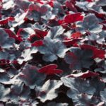 Heuchera Kultivar Midnight Rose