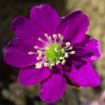 Hepatica japonica Omurasaki