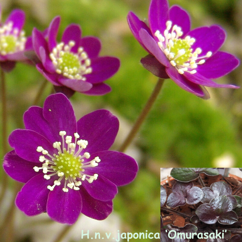 Hepatica japonica Omurasaki