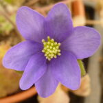 Hepatica nobilis Amazone JP