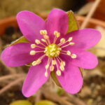 Hepatica nobilis Polen's Roter Stern