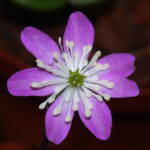 Hepatica japonica Nidan Rosa Töne