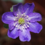 Hepatica japonica Tamasaburou