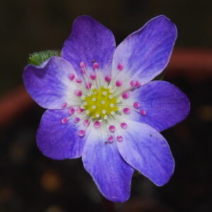 Hepatica japonica Chiyonishiki – Bild 3