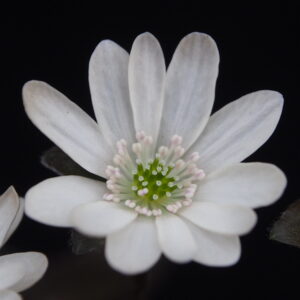 Hepatica japonica f. lutea Usukiiro JP